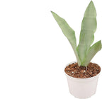 Sansevieria Snake Plants, Live Indoor Plant (Moonshine, 6 inch)