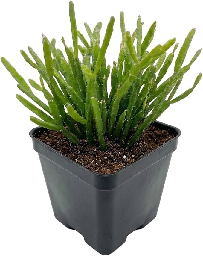 Rhipsalis ewaldiana - Live Succulent Plant, 2 Inch Clay Pot, Thin Trailing Green Stems with Branching Form, Easy Care Pet Friendly Plant for Hanging Planters, Home Decor