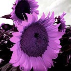 100 Pcs Rare Purple Sunflower Seeds Beautiful Flower for Planting Outdoors Home Garden Decor