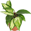 Hoya Crimson Princess - 2'' from California Tropicals
