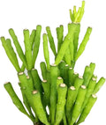 Live Cactus Plants, Fully Rooted 2-inch Cactus Succulent Plants, Rare Varieties for Gift or Home Decoration (Dancing Bones Hatiora Salicornioides Cactus)