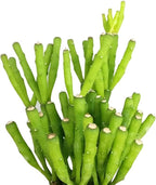 Live Cactus Plants, Fully Rooted 2-inch Cactus Succulent Plants, Rare Varieties for Gift or Home Decoration (Dancing Bones Hatiora Salicornioides Cactus)