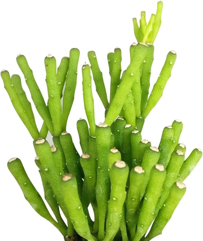 Live Cactus Plants, Fully Rooted 2-inch Cactus Succulent Plants, Rare Varieties for Gift or Home Decoration (Dancing Bones Hatiora Salicornioides Cactus)