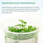 SubstrateSource Live Plant - River Buttercup (Ranunculus inundatus) - Foreground Carpet, Snail-Free in Vitro Aquarium Plant - Tissue Culture