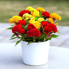 Seeds Cockscomb Coral Garden Dwarf Mix 200+ Seeds Brain Celosia Cristata Crested Cockscomb