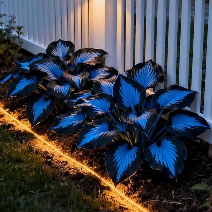 150+ Hostas Seed for Planting Outdoors-Rare Hostas Seeds Perennial Plants-Shaped Hosta Seeds Attract Pollinators Bonsai Decoration for Outdoor Garden