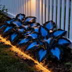 150+ Hostas Seed for Planting Outdoors-Rare Hostas Seeds Perennial Plants-Shaped Hosta Seeds Attract Pollinators Bonsai Decoration for Outdoor Garden