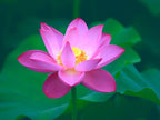 Ficoszo 30PCS Bowl Lotus Seeds Bonsai Lotus Seeds for Planting Water Lily Flower Aquatic Plants Seed Pond Plants Non GMO Home Garden Plant Seed Flowering Aquatic Bonsai Plant (Nelumbo)
