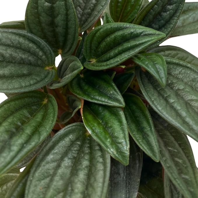 BubbleBlooms Peperomia Rosso in a 4 inch Pot Radiator Plant Caperata