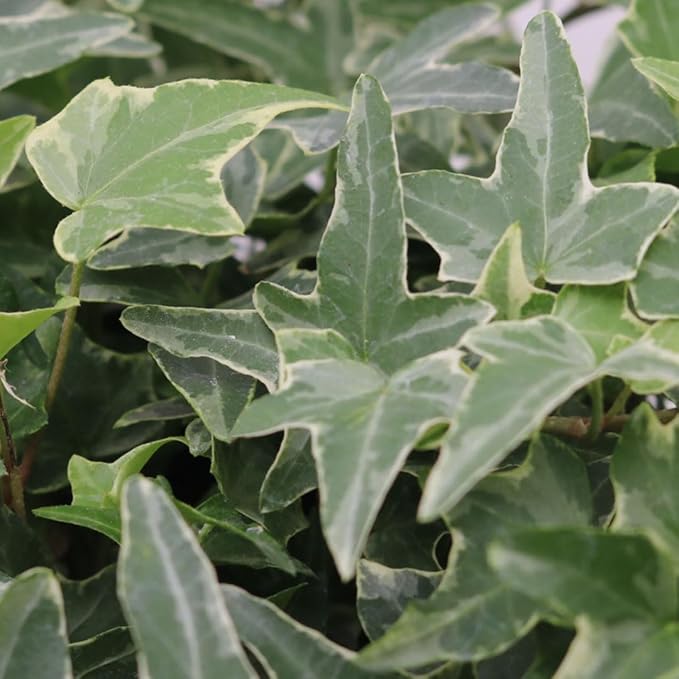 American Plant Exchange Variegated English Ivy – 6-Inch Pot – Live Easy Care Trailing Houseplant with Green & White Leaves for Hanging Baskets, Indoor Planters, Home & Office Décor