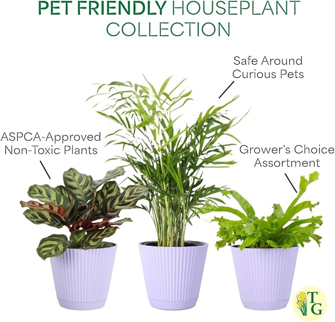 Thorsen's Greenhouse Live Pet Safe Houseplants (3 Pack), Easy to Grow, Pet Friendly & Non-Toxic, Grower's Choice Bundle, 4-inch Diameter Established Plants, Lavender Ruffled Pot (3-Pack)