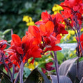 Canna 'Compact Australia', a Great Live Pond Plant for Your Water Garden. Filters The koi and Goldfish Pond. Good for Bogs, Plant Shelf or Shallow Water This marginal Aquatic is a Real Beauty