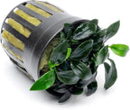 SubstrateSource Anubias Live Aquarium Plants - Potted Freshwater Plant for Fish Tanks, Terrariums - Beginner Friendly Low Light (Jungle Star, 1 Pot)