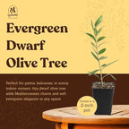MYSHELFIE Dwarf Olive Tree Starter Plant, 2 Inch Pot, Indoor Outdoor Bonsai (3)