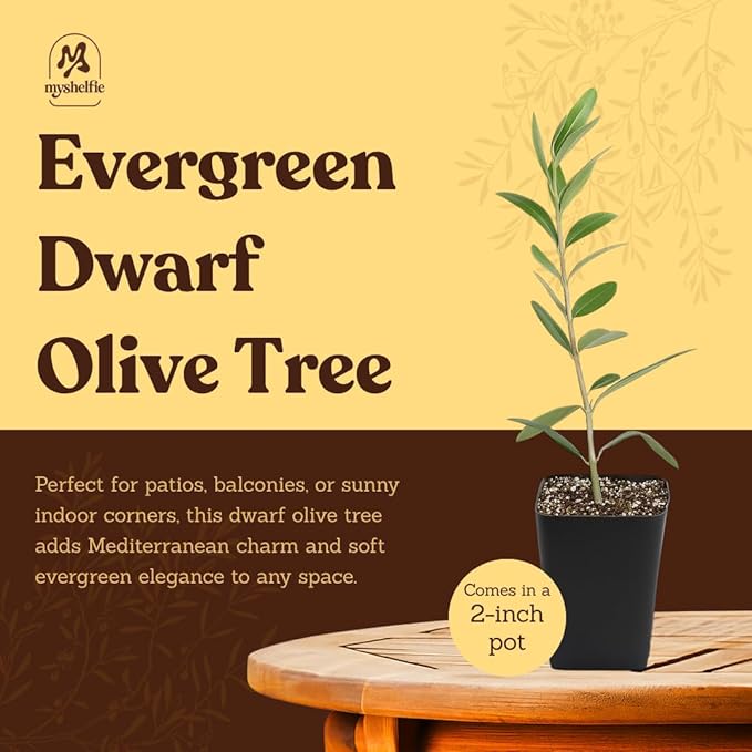 MYSHELFIE Dwarf Olive Tree Starter Plant, 2 Inch Pot, Indoor Outdoor Bonsai (5)