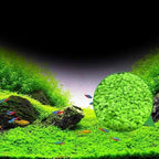 Freshwater Aquarium Decor, Easy Growing Dwarf Carpet for Fish Tank/Terrarium, Natural Aquatic Plant Growth Material – 1 Pack (Small Leaf)