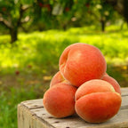 Brighter Blooms - Elberta Peach Tree, 5-6 ft. - No Shipping to AK, AL, AR, AZ, CA, CO, HI, ID, LA, MS, OR, WA