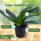 BubbleBlooms Jade Snake Plant 2 inch Set of 3 All Green Dwarf Rosette Sansevieria Tiny Mini Pixie Plants