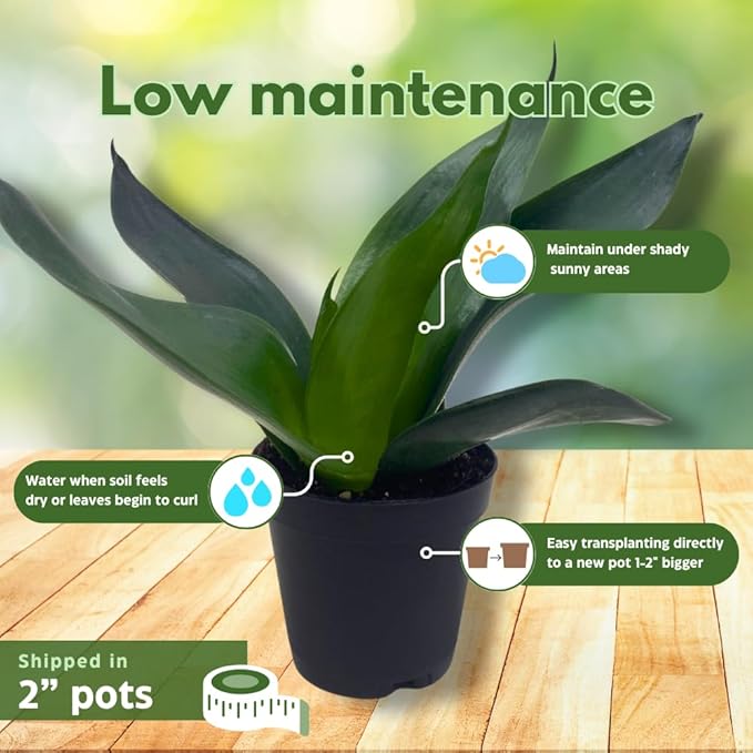 BubbleBlooms Jade Snake Plant 2 inch Set of 3 All Green Dwarf Rosette Sansevieria Tiny Mini Pixie Plants