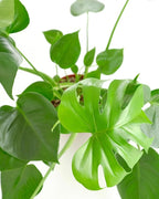 Shop Succulents Monstera Deliciosa Swiss Cheese Plant, Live Indoor Plant, Easy to Grow Split Leaf Houseplant in Grow Pot, Housewarming, Decoration for Home, Office, and Room Decor, 6 Inch