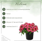 Live Flowering Verbena - Red Bicolor (3 Plants Per Pack) - Healthy Flowering Plant - Beautiful Spring Color - 10" Tall by 5" Wide in 1Qt Pot