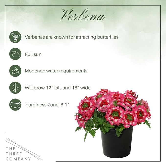 Live Flowering Verbena - Red Bicolor (3 Plants Per Pack) - Healthy Flowering Plant - Beautiful Spring Color - 10" Tall by 5" Wide in 1Qt Pot
