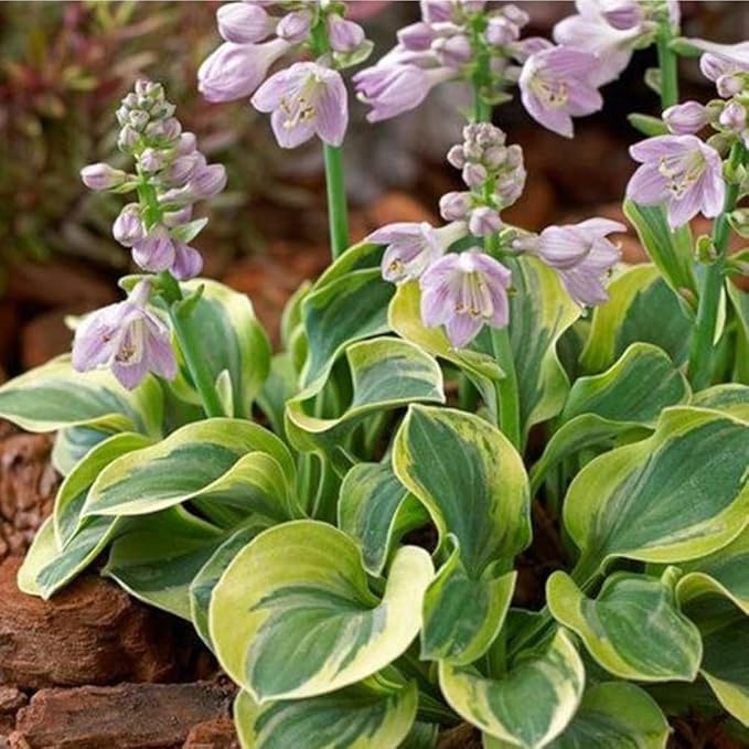150+ Hostas Seed for Planting Outdoors-Rare Hostas Seeds Perennial Plants-Shaped Hosta Seeds Attract Pollinators Bonsai Decoration for Outdoor Garden