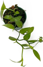 Live Vanilla planifolia Orchid Plant - 'Vanilla Orchid' - ragnaroc Tropical Plant 3-6" Tall - 2ct - Live Arrival Guaranteed - House Plants for Home Décor & Gift