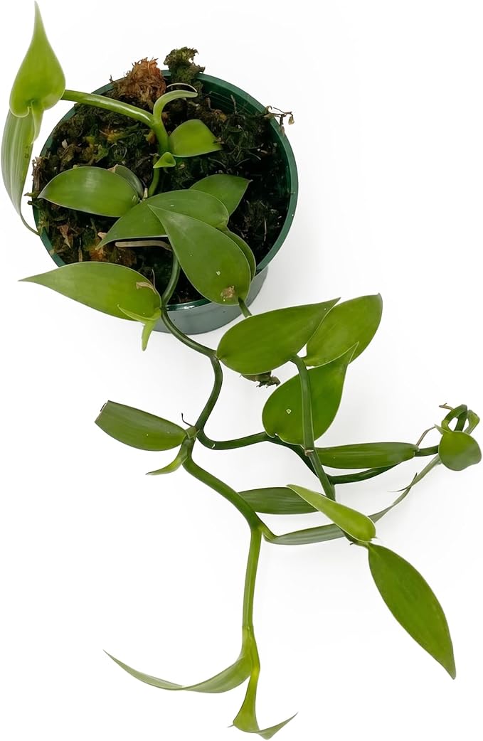 Live Vanilla planifolia Orchid Plant - 'Vanilla Orchid' - ragnaroc Tropical Plant 3-6" Tall - 2ct - Live Arrival Guaranteed - House Plants for Home Décor & Gift