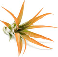 Tangerine Colorful Tillandsia Air Plants - Long Lasting Color Enhanced Live Tillandsia Succulent House Plants - Home and Garden Decor - Easy Care Indoor/Outdoor Plants (Brachycaulos Abdita, Single)