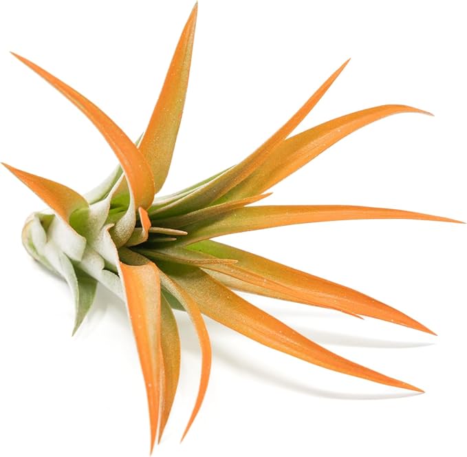 Tangerine Colorful Tillandsia Air Plants - Long Lasting Color Enhanced Live Tillandsia Succulent House Plants - Home and Garden Decor - Easy Care Indoor/Outdoor Plants (Brachycaulos Abdita, Single)