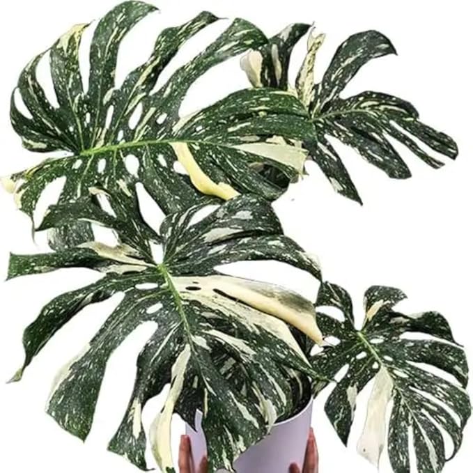 Philodendron Live Plant, Rare Variegated Houseplant for Home or Office, 5-8" Tall Tropical Indoor Plant (Variegated Philodendron Monstera Constellation)