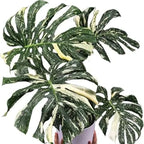 Philodendron Live Plant, Rare Variegated Houseplant for Home or Office, 5-8" Tall Tropical Indoor Plant (Variegated Philodendron Monstera Constellation)