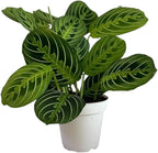 Live Plant, Lemon Lime Maranta Prayer Plant, Pet Friendly, Air Purifying Plant, Easy Care, Easy to Grow Live Indoor Plant, Houseplant, Rare Indoor Plant, Home Décor Pot (Nursery Pot)