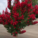 2 Red Crape Myrtle Trees - 12-18" Tall Live Plants - Flowering, Fast Growing, Ornamental Crepe Myrtle Bushes/Shrubs - Lagerstroemia Indica - (2 Pack)