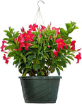 Tropical Plants of Florida Coral Dipladenia Hanging Basket 12 Inch Live Flowering Plant, 14 Inch Wide by 18 Inch Tall, Vibrant Coral Blooms for Patio Porch or Balcony
