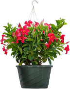 Tropical Plants of Florida Coral Dipladenia Hanging Basket 12 Inch Live Flowering Plant, 14 Inch Wide by 18 Inch Tall, Vibrant Coral Blooms for Patio Porch or Balcony