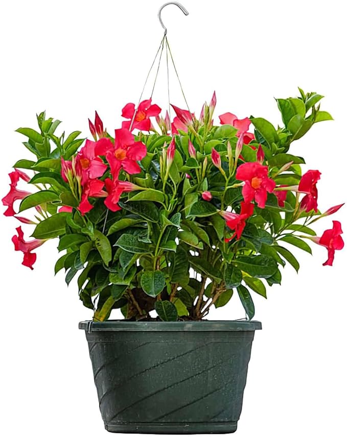 Tropical Plants of Florida Coral Dipladenia Hanging Basket 12 Inch Live Flowering Plant, 14 Inch Wide by 18 Inch Tall, Vibrant Coral Blooms for Patio Porch or Balcony