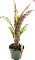 ragnaroc Live Plants – Bromeliad Billbergia Casa Blanca Bare Root, Giant 8-12" - 1ct - Live Arrival Guaranteed - House Plants for Home Decor & Gift