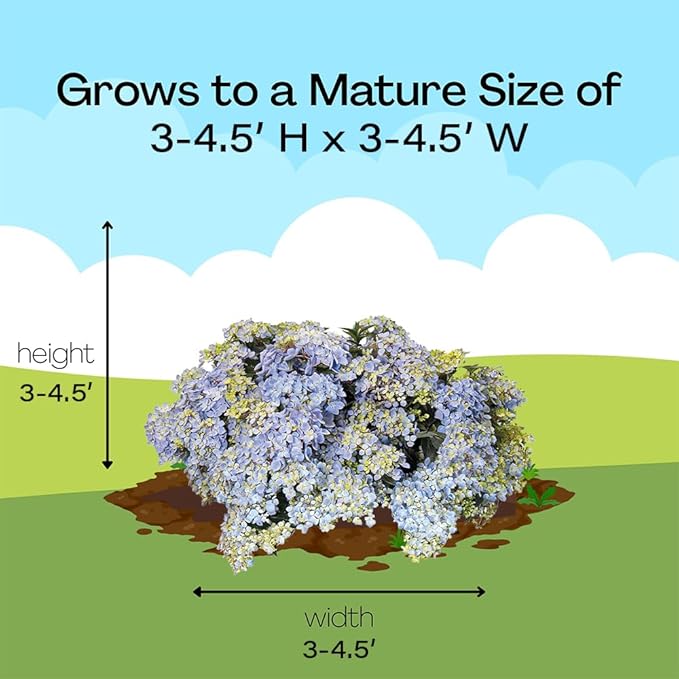 Proven Winners 2 Gal. Fairytrail Fresco Hydrangea Shrub