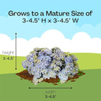 Proven Winners 2 Gal. Fairytrail Fresco Hydrangea Shrub