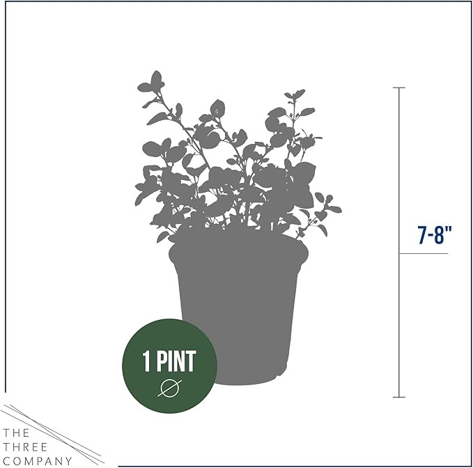 Live Aromatic and Edible Herb - Oregano (4 Per Pack), Loaded with Antioxidants, 8" Tall by 4" Wide in 1 Pint Pot