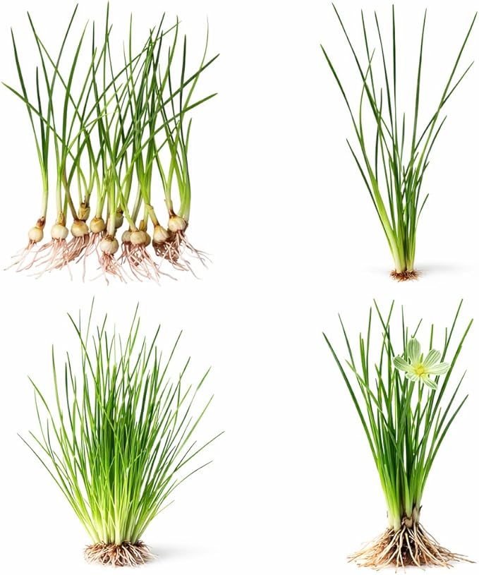 Water Onion Dwarf (Zephyranthes Candida) – Live Bare Root Aquatic Pond Plant – Hardy White Flowering Marginal – 1, 3 or 5 Pack – Grown in USA by CANTON AQUATICS (1)