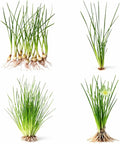 Water Onion Dwarf (Zephyranthes Candida) – Live Bare Root Aquatic Pond Plant – Hardy White Flowering Marginal – 1, 3 or 5 Pack – Grown in USA by CANTON AQUATICS (3)