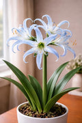 Blue Spider Lily Bulb (Indoor Growing) – Exotic Blue Blooms, Easy-Care Houseplant, Perfect for Windowsills & Home Décor