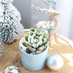 Echeveria Doris Taylor Succulent (Woolly Rose) - Fuzzy Mexican Firecracker Succulent in 2" or 4" Pot, Soft Velvet Foliage, Unique Pet-Safe Houseplant (4 inch + Clay Pot)