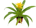 Bromeliad Yellow -4'' from California Tropicals