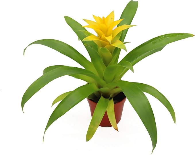 Bromeliad Yellow -4'' from California Tropicals