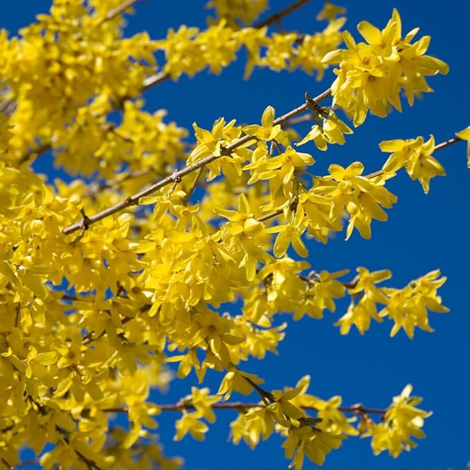 Brighter Blooms - Lynwood Gold Forsythia Shrub, 1 Gallon - No Shipping to AK, AZ, HI