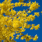 Brighter Blooms - Lynwood Gold Forsythia Shrub, 2 Gal. - No Shipping to AZ